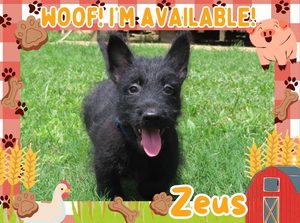 Home 10 Zeus 9wk ft 1