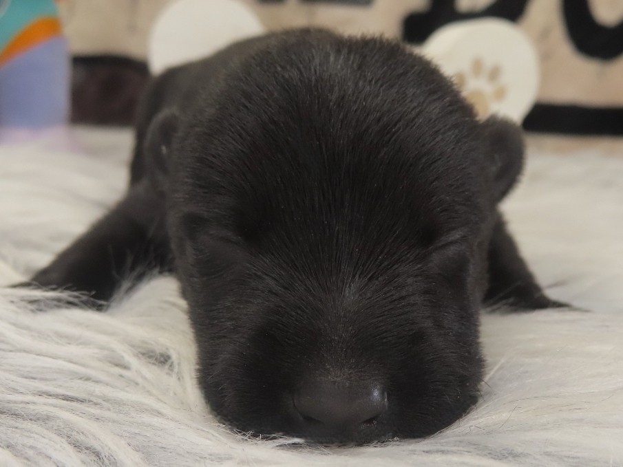 Pascal 1wk 1