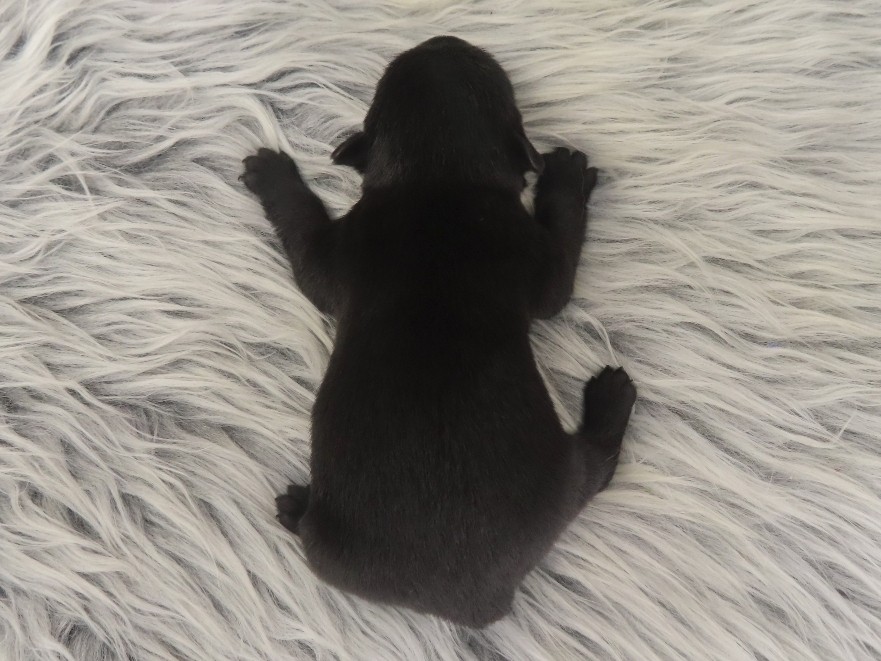 Pascal 1wk 5