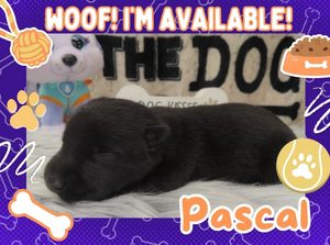 Home 5 Pascal 1wk ft