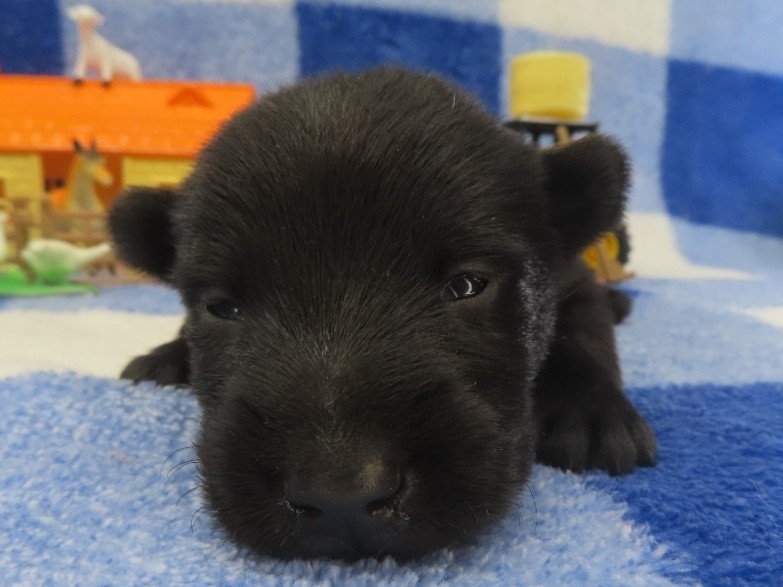 Pascal 2wk 1