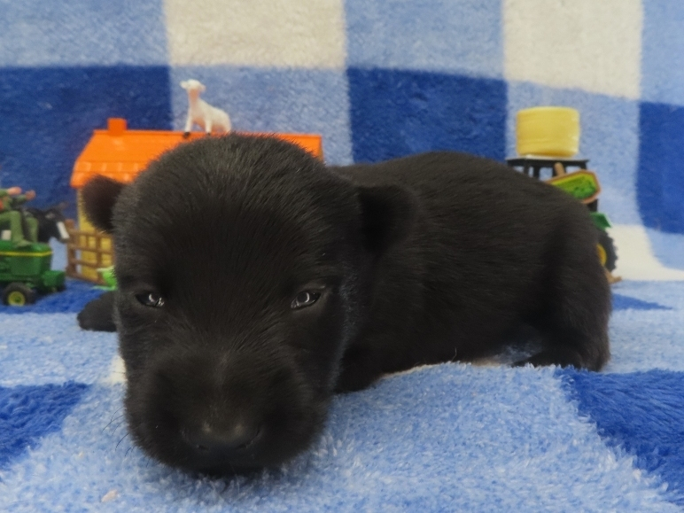 Pascal 2wk 2
