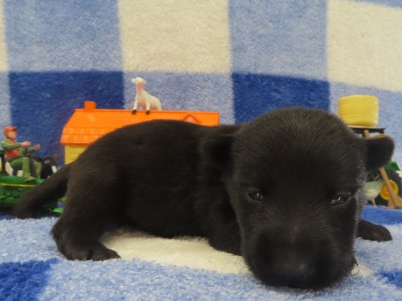 Pascal 2wk 3