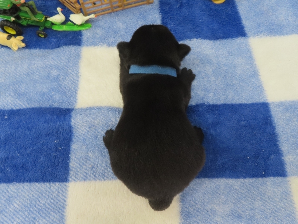 Pascal 2wk 5