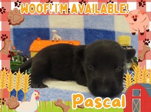 Home 5 Pascal 2wk ft