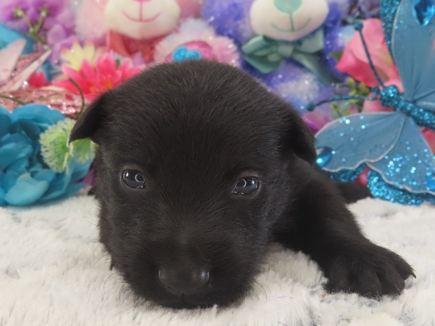 Pascal 3wk 1
