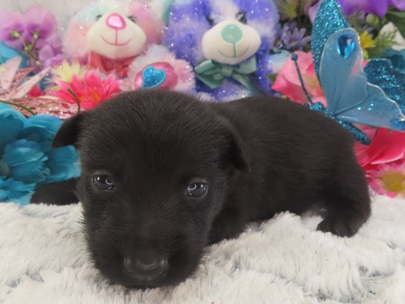 Pascal 3wk 2
