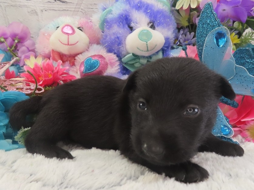 Pascal 3wk 3