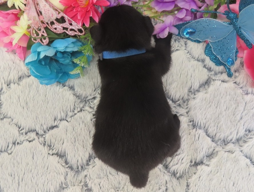 Pascal 3wk 5