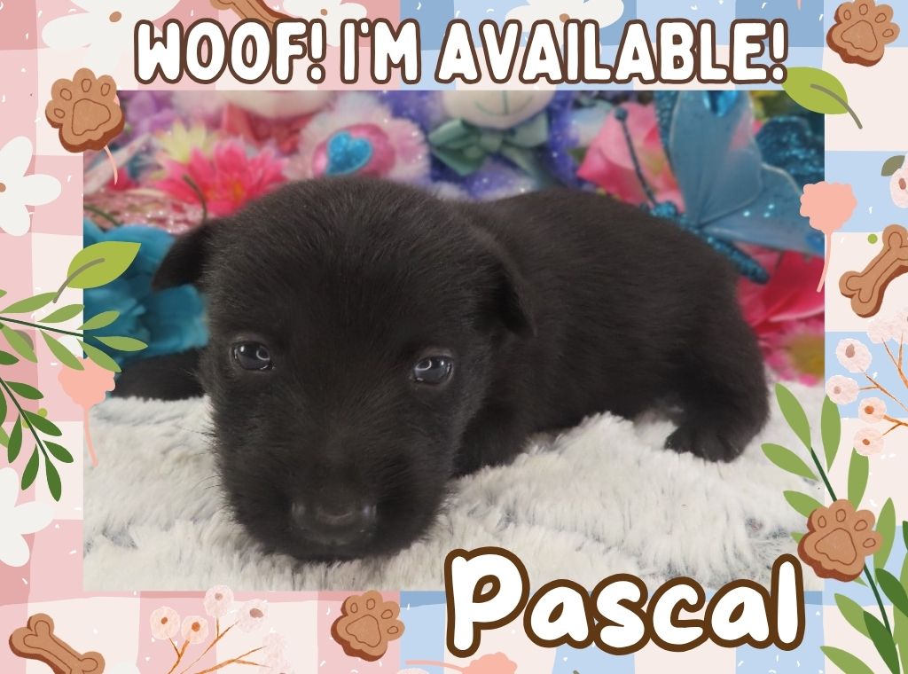 Pascal 3wk FT