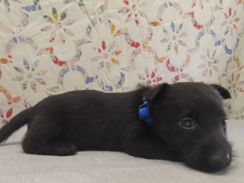 Pascal 4wk 3