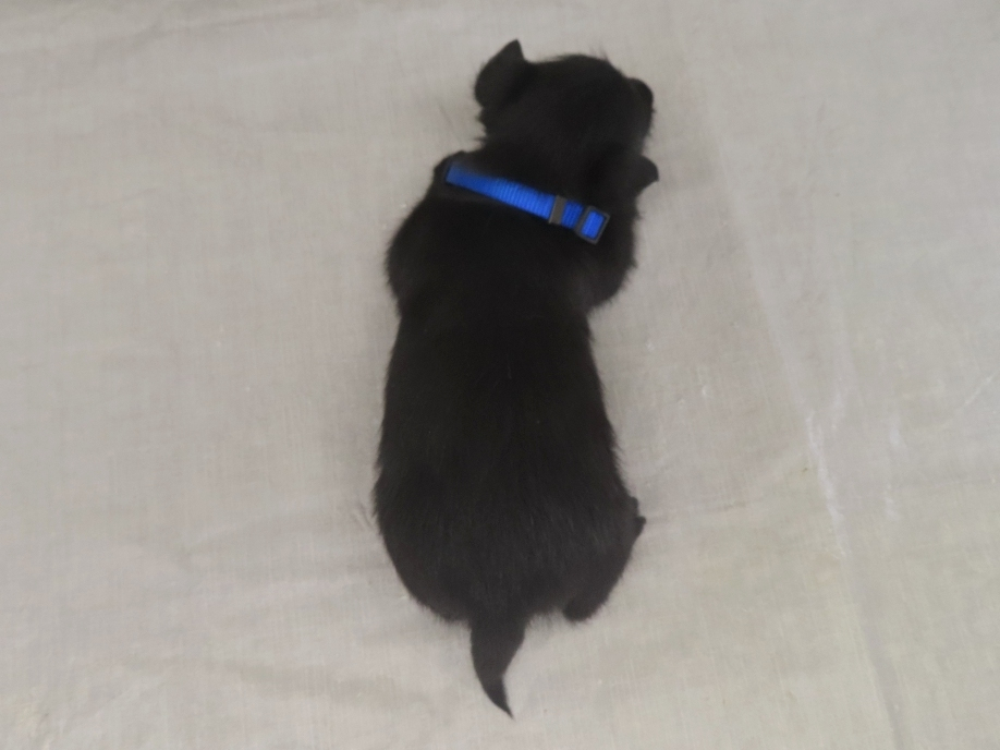 Pascal 4wk 5