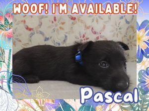 Home 4 Pascal 4wk FT