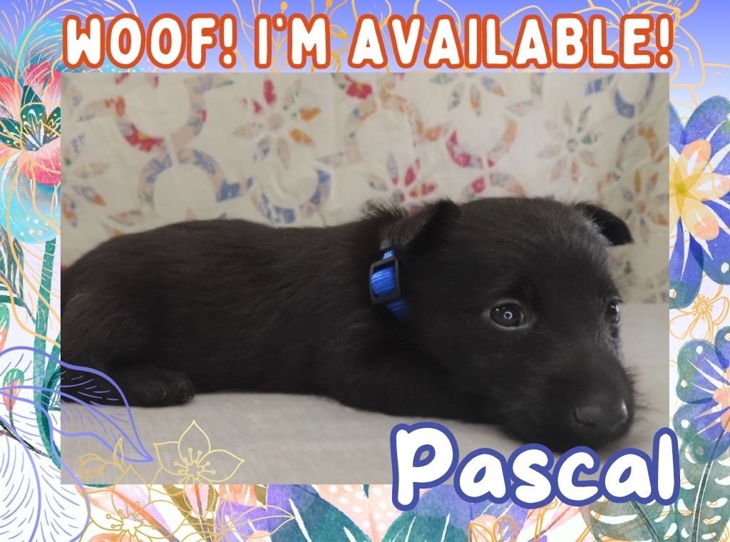 Pascal 4wk FT