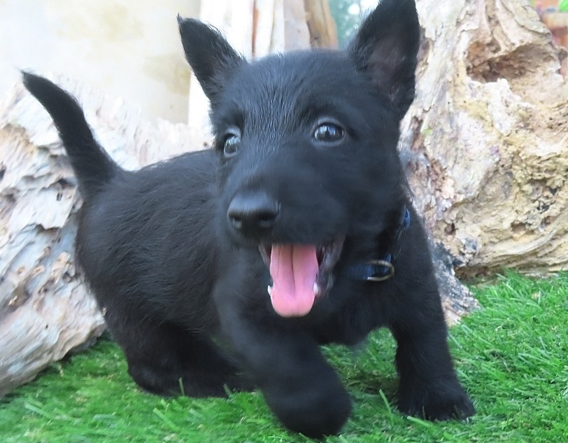 Pascal 6wk