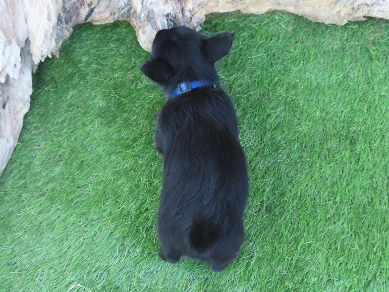 Pascal 6wk