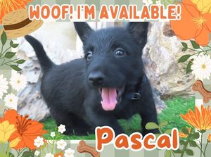 Home 4 Pascal 6wk FT