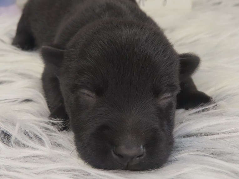 Patsy 1wk 1