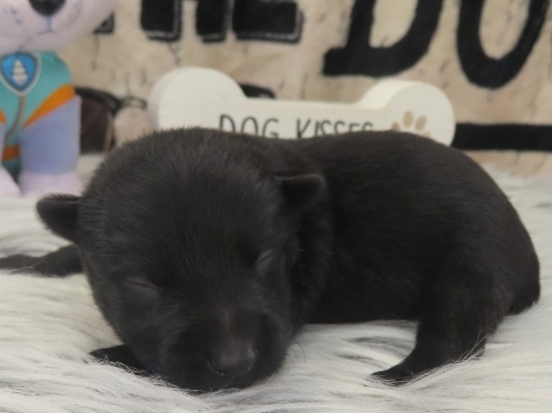 Patsy 1wk 2