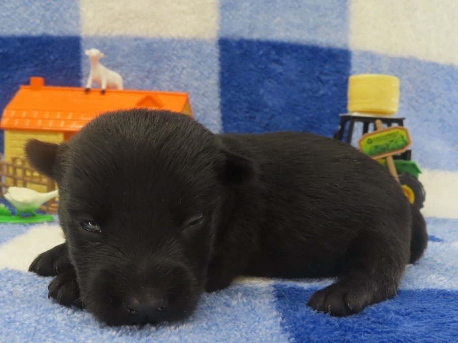 Patsy 2wk 2