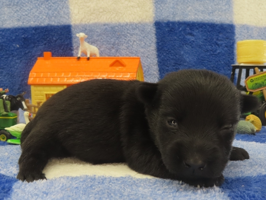 Patsy 2wk 3