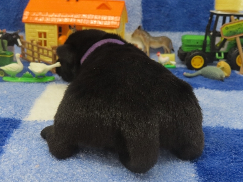 Patsy 2wk 4
