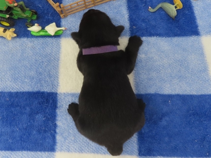 Patsy 2wk 5