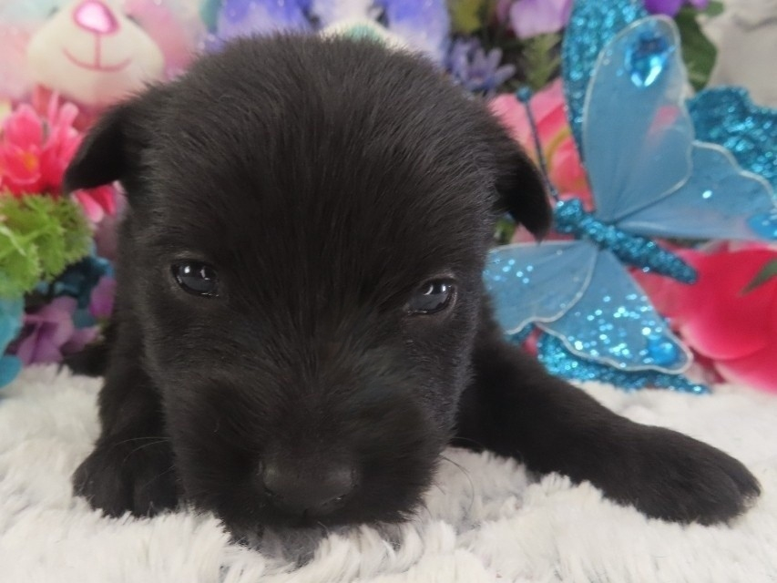 Patsy 3wk 1