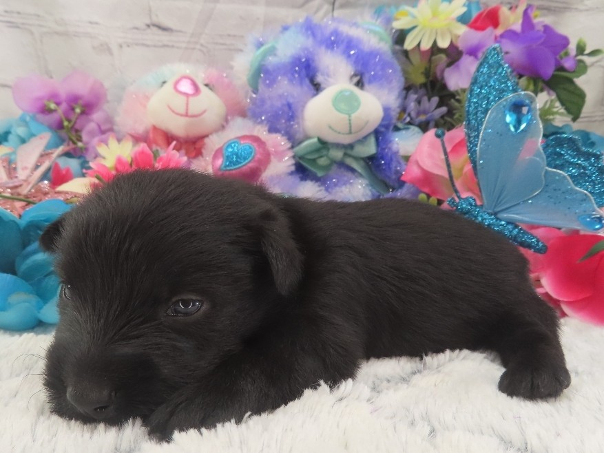 Patsy 3wk 2