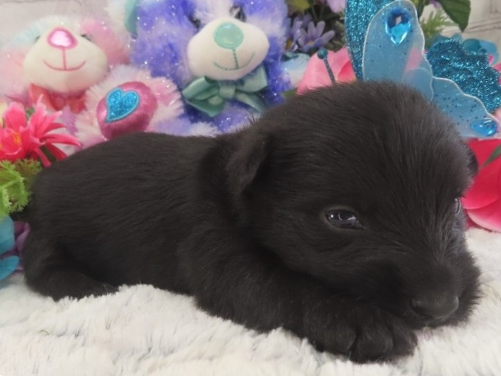 Patsy 3wk 3