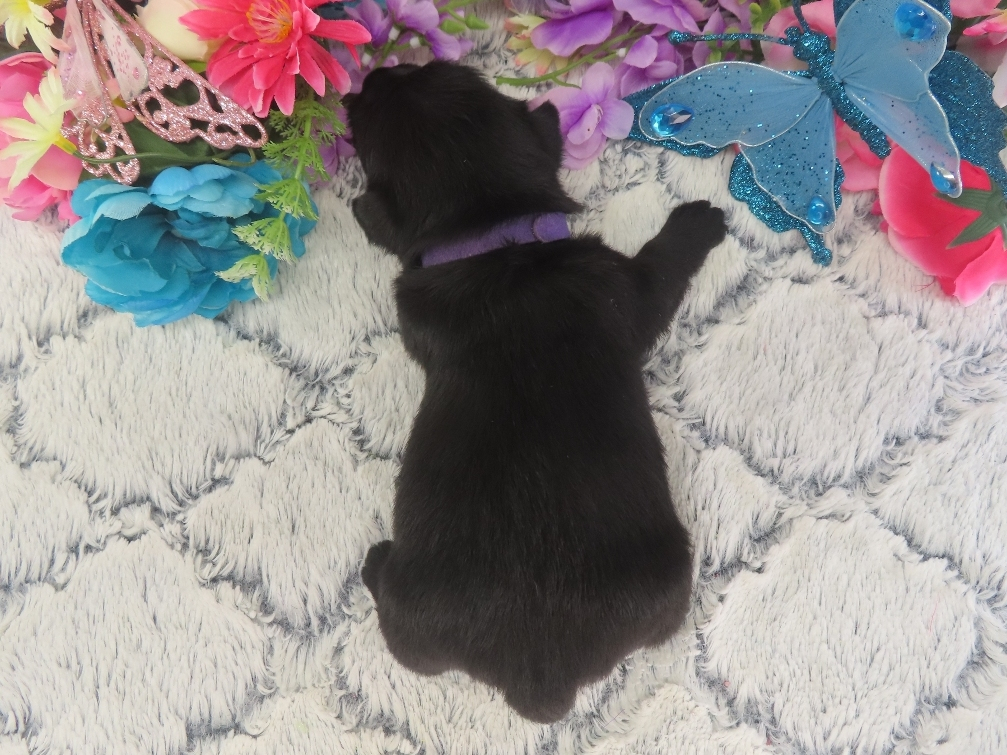 Patsy 3wk 5