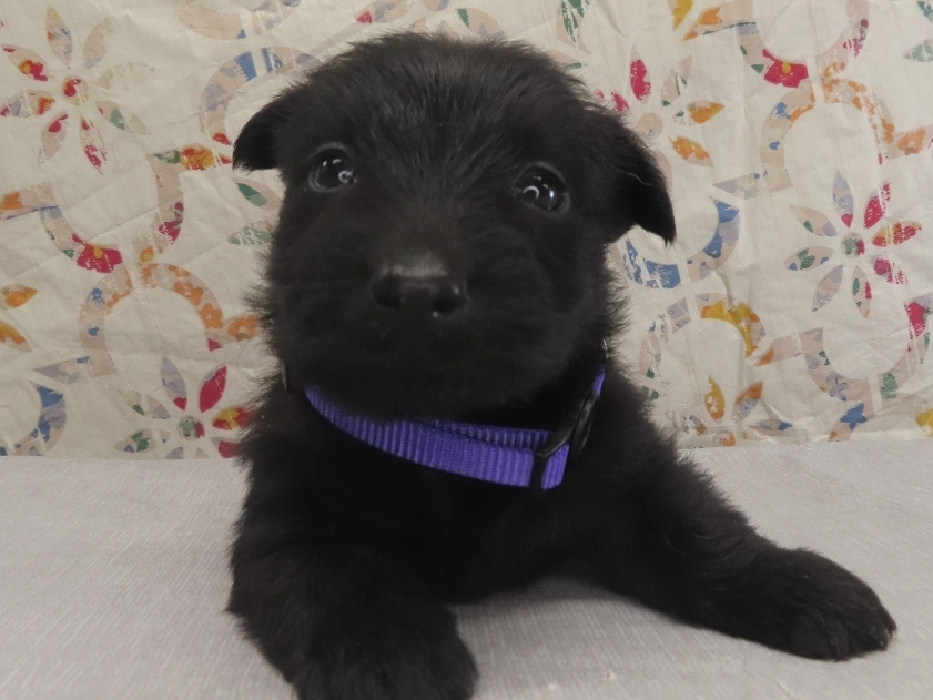 Patsy 4wk 1