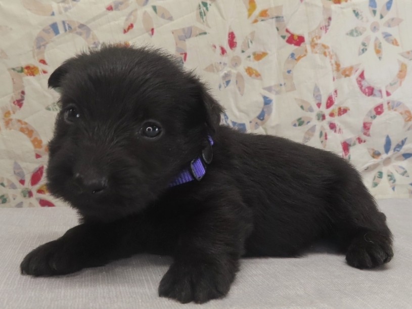 Patsy 4wk 2