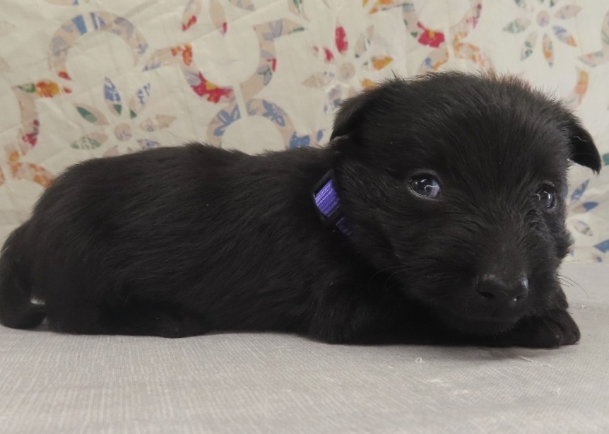 Patsy 4wk 3