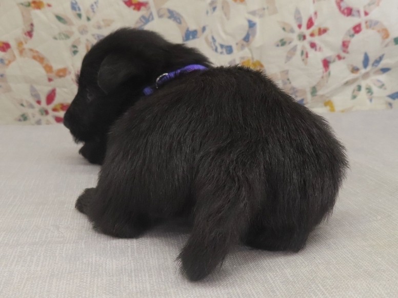 Patsy 4wk 4