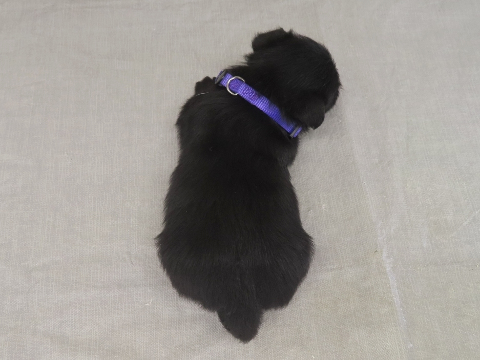 Patsy 4wk 5