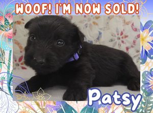 Home 8 Patsy 4wk FT 3