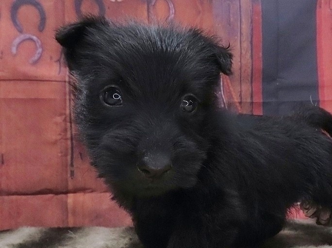Patsy 5wk 1