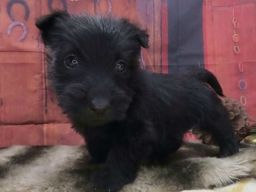 Patsy 5wk 2