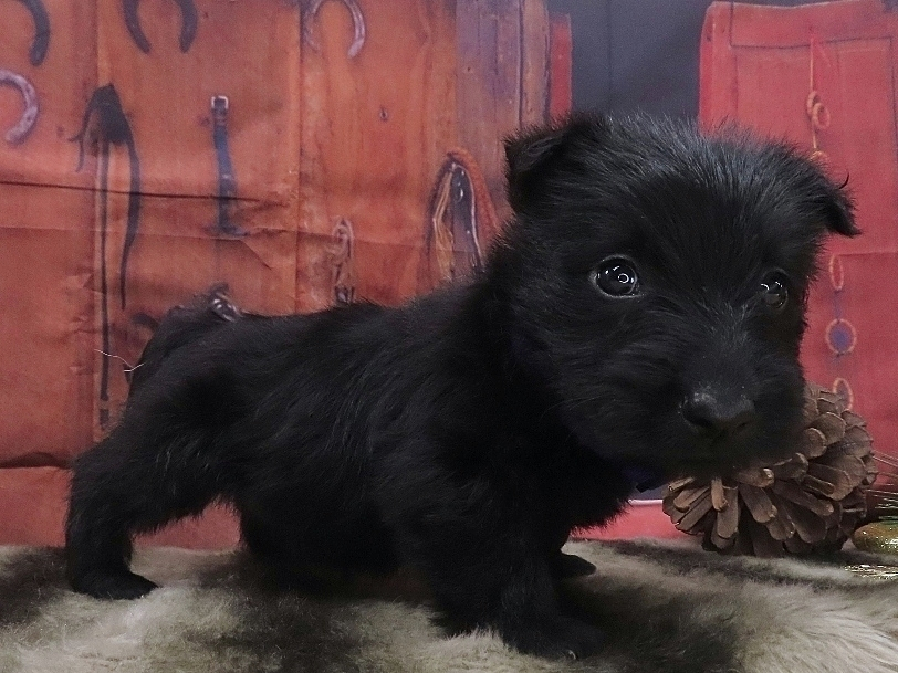 Patsy 5wk 3