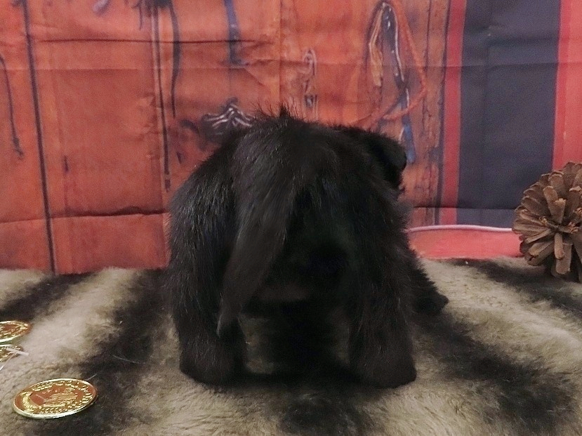 Patsy 5wk 4