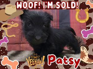 Home 8 Patsy 5wk FT 3