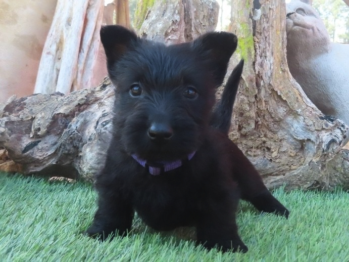 Patsy 6wk 1