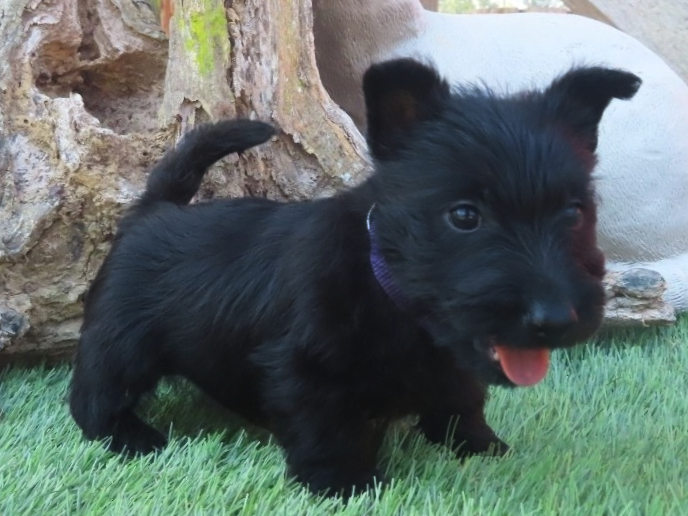 Patsy 6wk 2