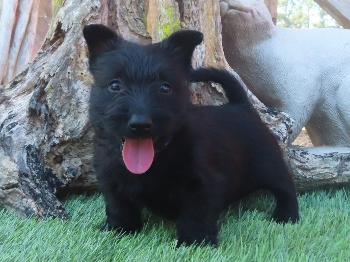 Patsy 6wk 3