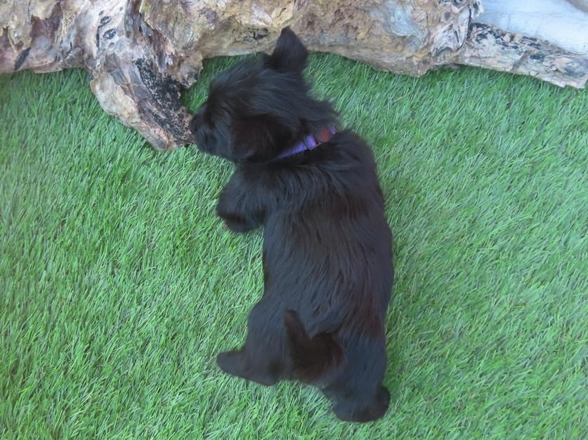 Patsy 6wk 5