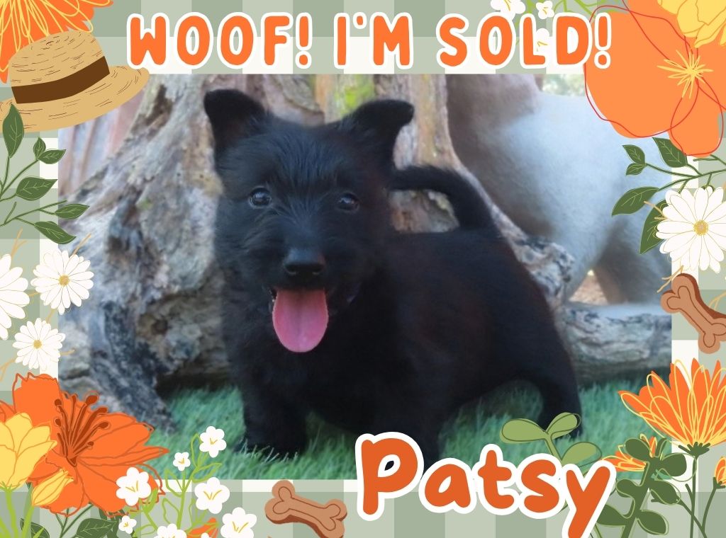 Patsy 6wk FT 3