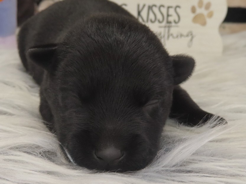 Petunia 1wk 1