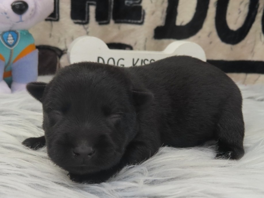 Petunia 1wk 2