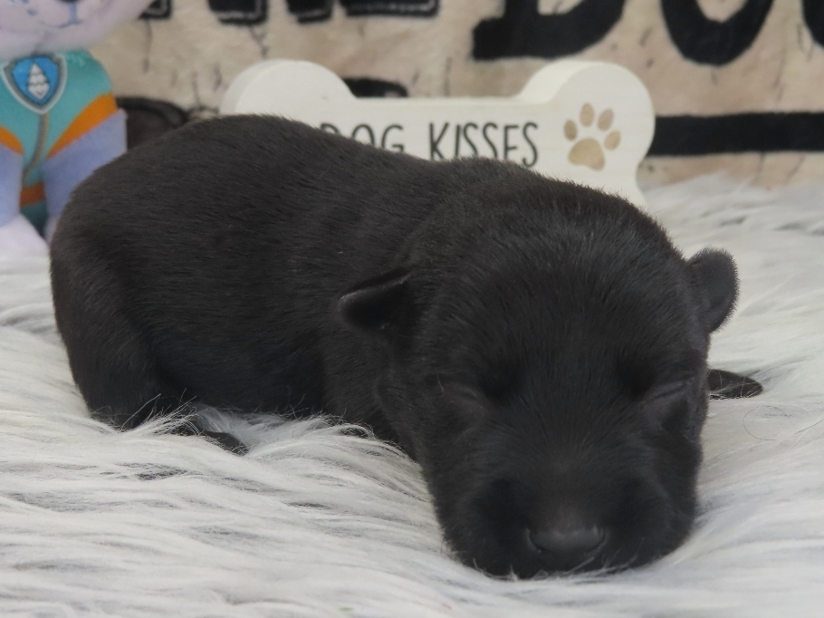 Petunia 1wk 3